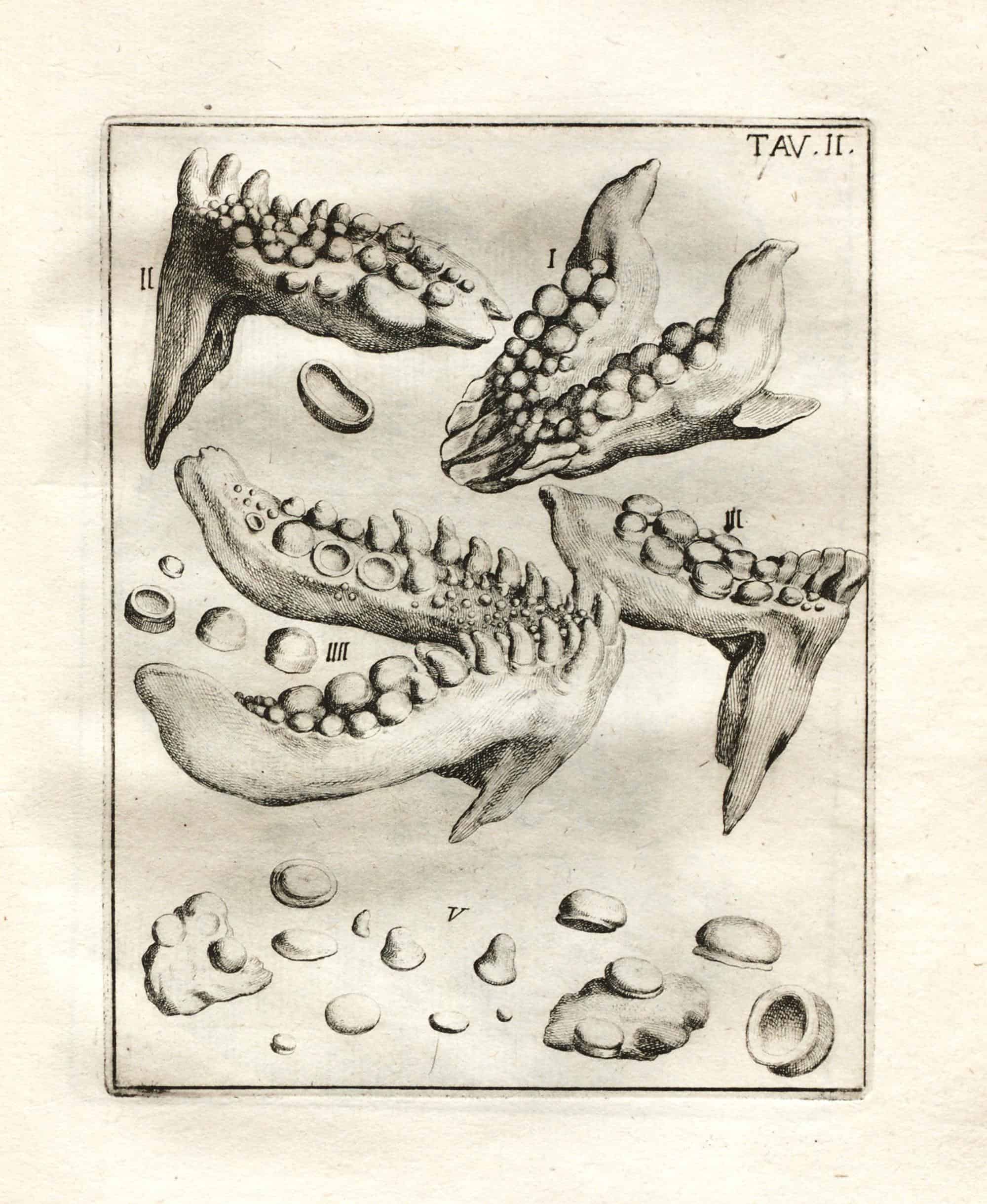 Agostino Scilla, pittore e scienziato: da “La vana speculazione” alla Luna.