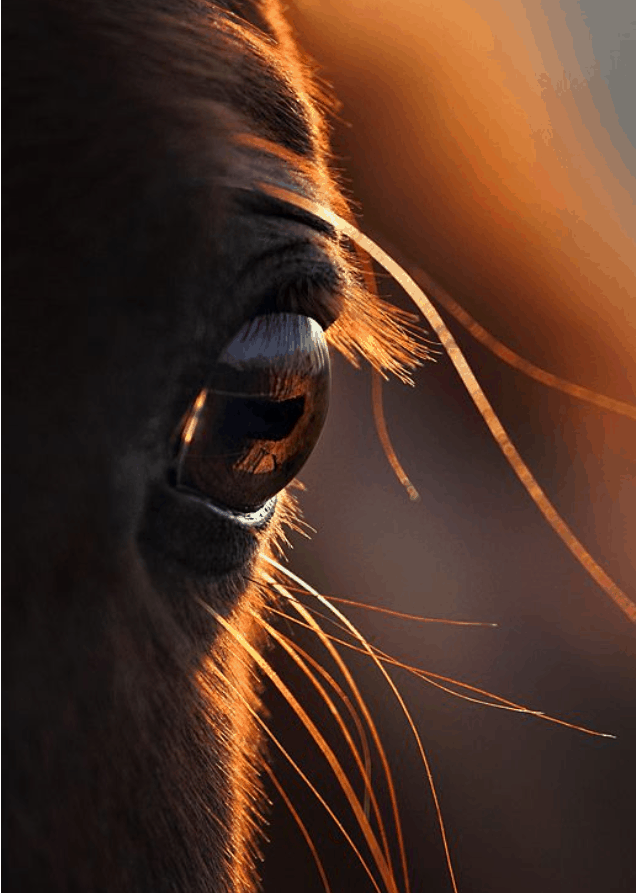 Il mondo visto dagli occhi di un cavallo