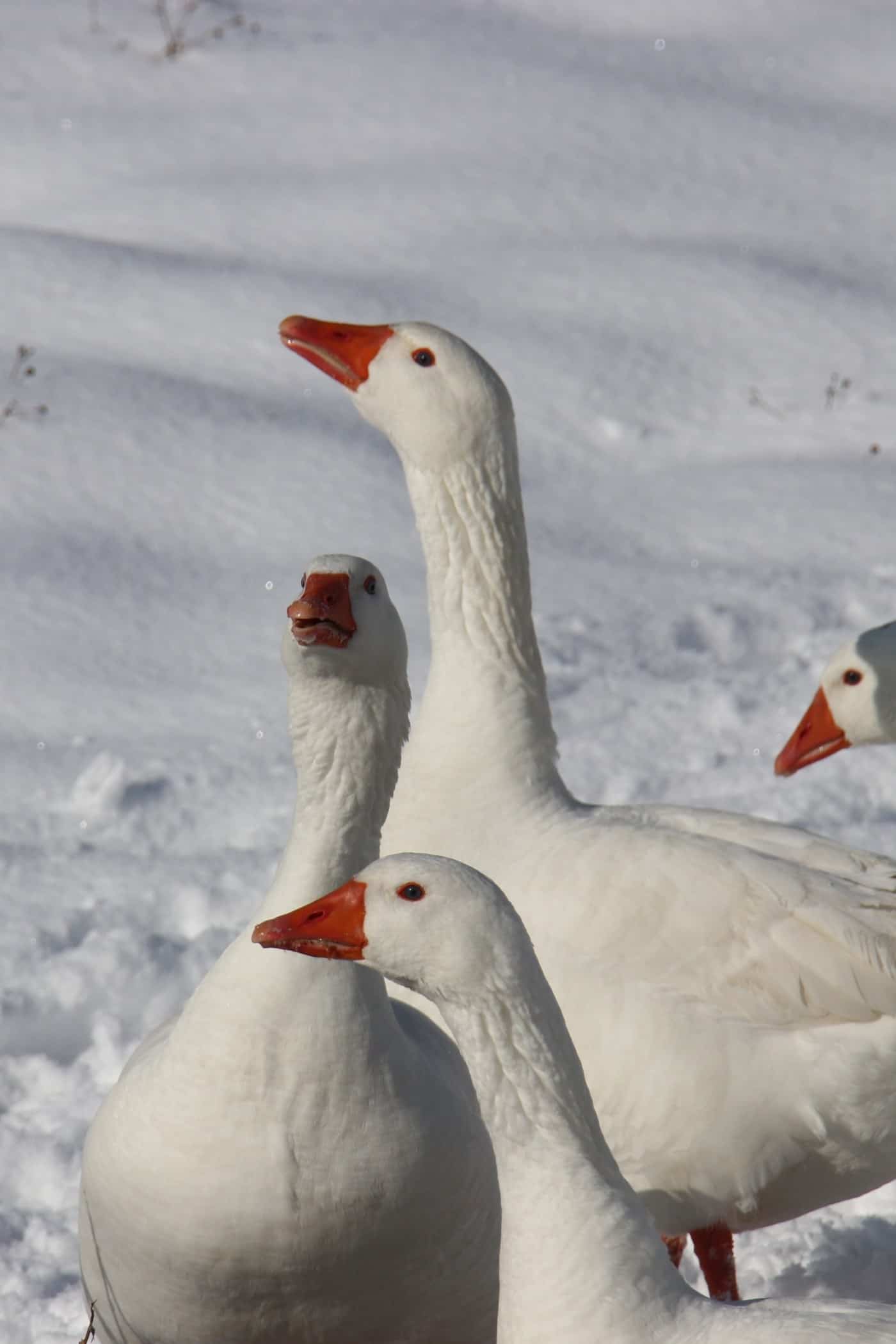 Al bando il foie gras