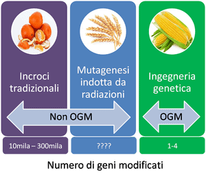 Cosa sono gli OGM