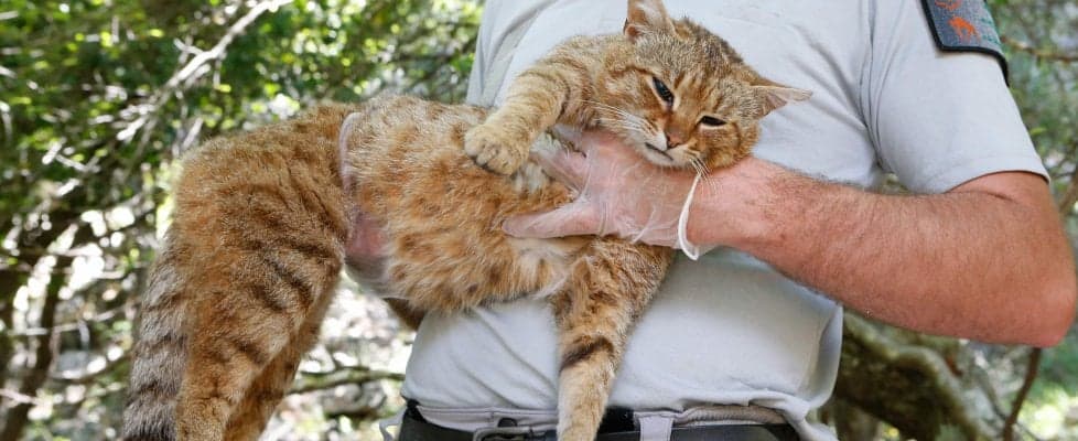 Ecco il Gatto-Volpe: scoperta una nuova specie di felino