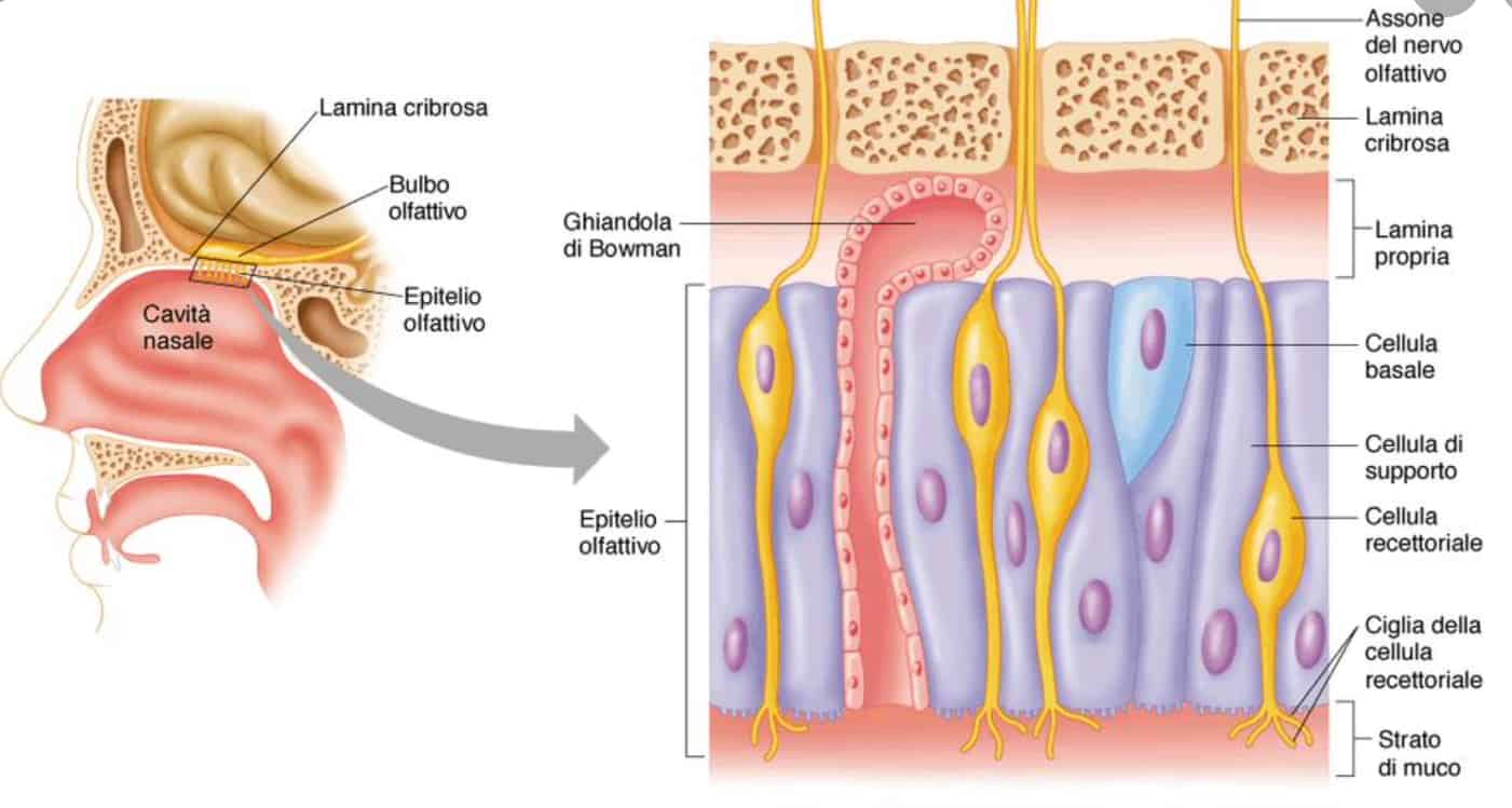 Struttura delle vie olfattive 