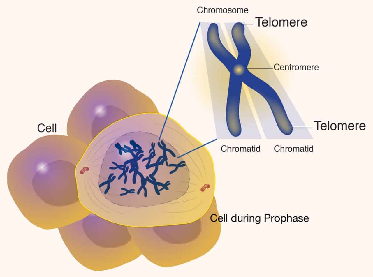 Patologie incurabili, sequenziato per la prima volta un intero cromosoma umano, compresi i telomeri