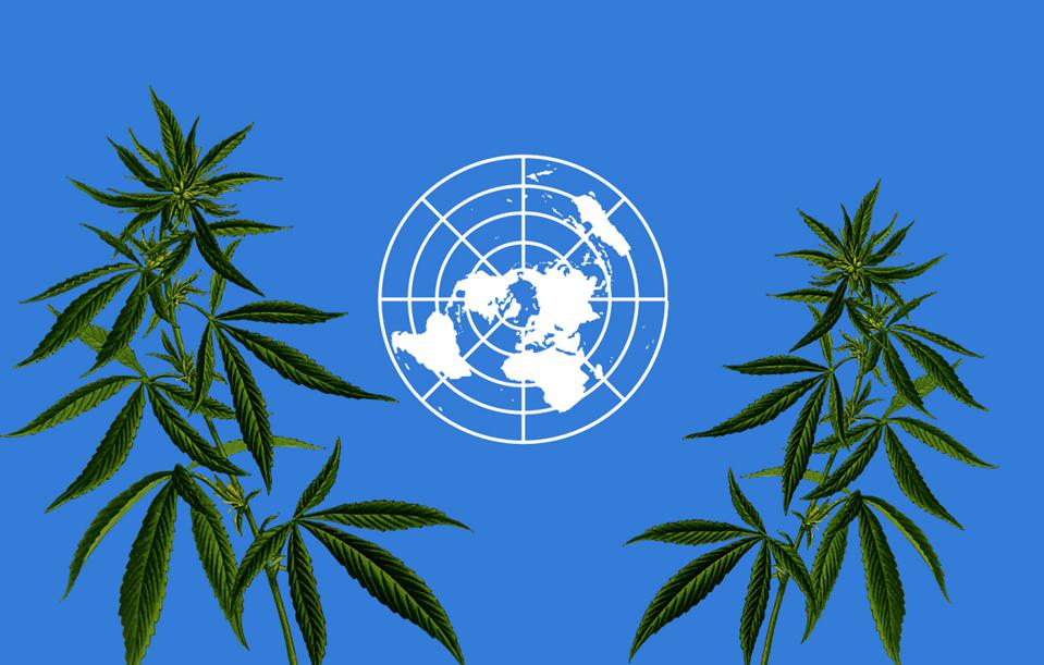 Una decisione storica dell’Onu sulla legalizzazione della cannabis