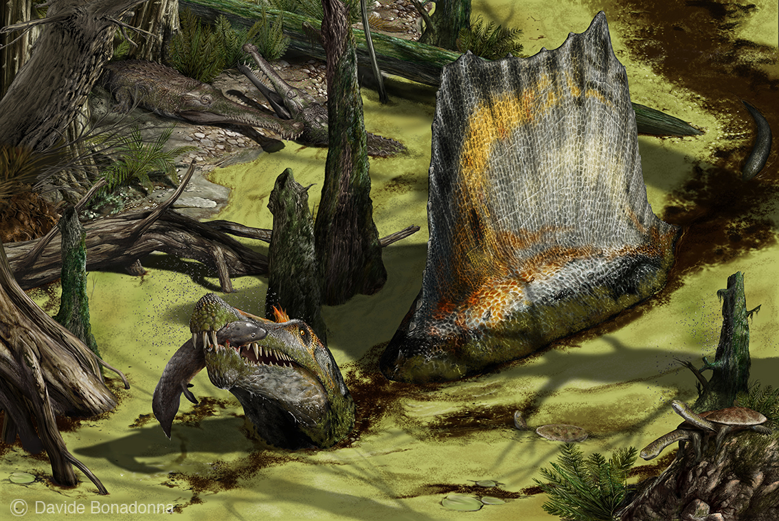 How I met your Spinosaurus Aegyptyacus