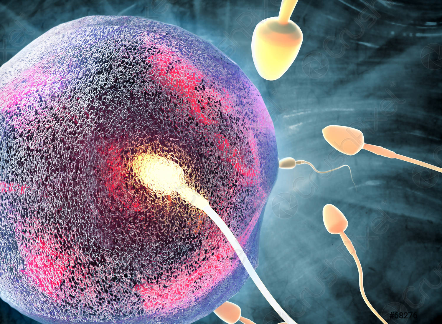 Spermatozoi in ”carenza”: sarà un mondo di sole femmine?