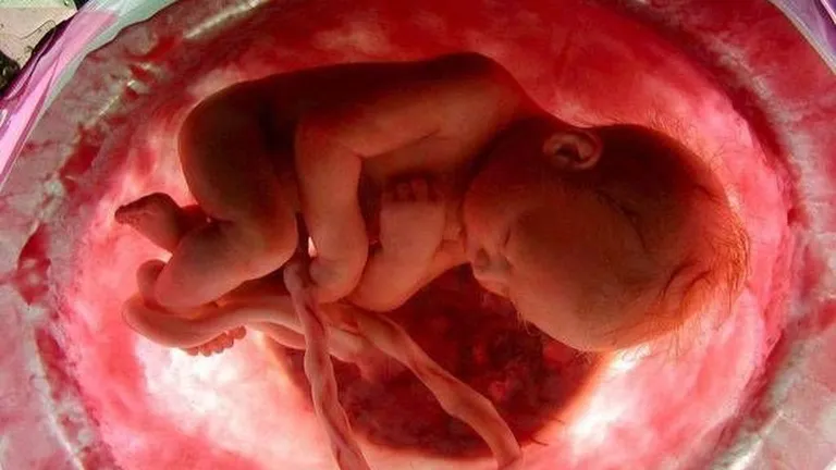 Dagli studenti per gli studenti: Placenta, cos’è e a cosa serve