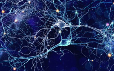 Il cervello come organo plastico