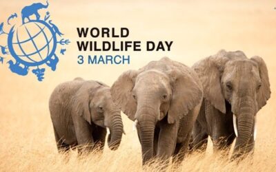 Giornata Mondiale della Natura Selvatica: sostenibilità, generazioni e eco-ansia